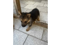 chiots-berger-allemand-small-1