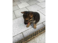 chiots-berger-allemand-small-2