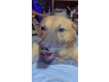 chiens-small-0
