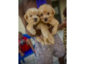 caniche-bichon-small-0