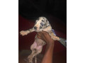 chiots-dog-allemand-small-1