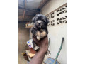 chien-bichon-small-1