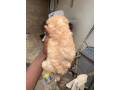 chien-bichon-small-2