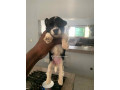 chien-bichon-small-2