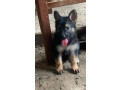 chiot-berger-allemand-small-1