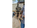 chiot-berger-allemand-small-2