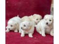 chiot-bichon-small-1