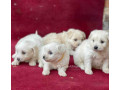 chiot-bichon-small-2