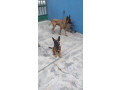 chiot-berger-allemand-small-1