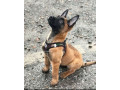 chiot-berger-allemand-small-2
