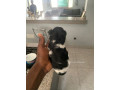 chiots-bichon-maltais-small-2