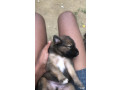 chiots-malinois-croises-pitbull-small-0