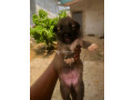 chiots-malinois-croises-pitbull-small-1
