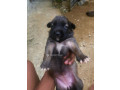 chiots-malinois-croises-pitbull-small-2