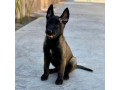 chiot-berger-small-1