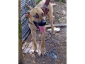 chien-boer-small-0