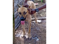 chien-boer-small-1