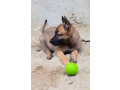 chiot-berger-malinois-pur-sang-small-0