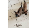 chiot-berger-malinois-pur-sang-small-1
