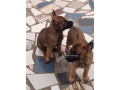 chiot-berger-malinois-pur-sang-small-2