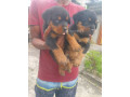 chiot-rottweiler-pur-sang-small-1