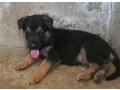 chiot-berger-allemand-pur-sang-small-1