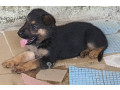 chiot-berger-allemand-pur-sang-small-2