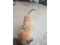 chiens-small-1