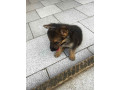 chiots-berger-allemand-small-1