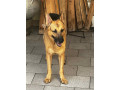 chiots-berger-allemand-small-2
