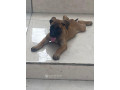 chiot-boerboel-small-1