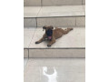 chiot-boerboel-small-2