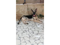 chiot-berger-allemand-small-0