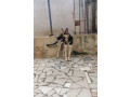 chiot-berger-allemand-small-1