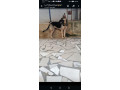 chiot-berger-allemand-small-2