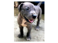 chiots-dogue-allemand-small-0