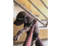 chiots-dogue-allemand-small-1