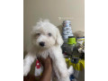 chiot-bichon-frise-small-0