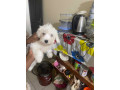 chiot-bichon-frise-small-2