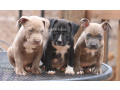 chiot-pitbull-small-0