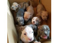 chiot-pitbull-small-1