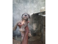 chiot-dogue-allemand-small-0