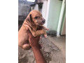 chiot-dogue-allemand-small-1