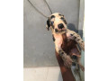 chiot-dogue-allemand-small-2