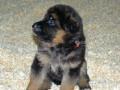 chiots-berger-allemand-small-0