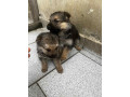chiots-berger-allemand-small-2