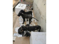 chiots-dog-allemand-small-1