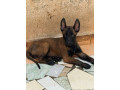 chien-mali-small-0