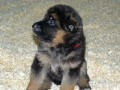 chiot-berger-allemand-small-0