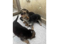 chiot-berger-allemand-small-1